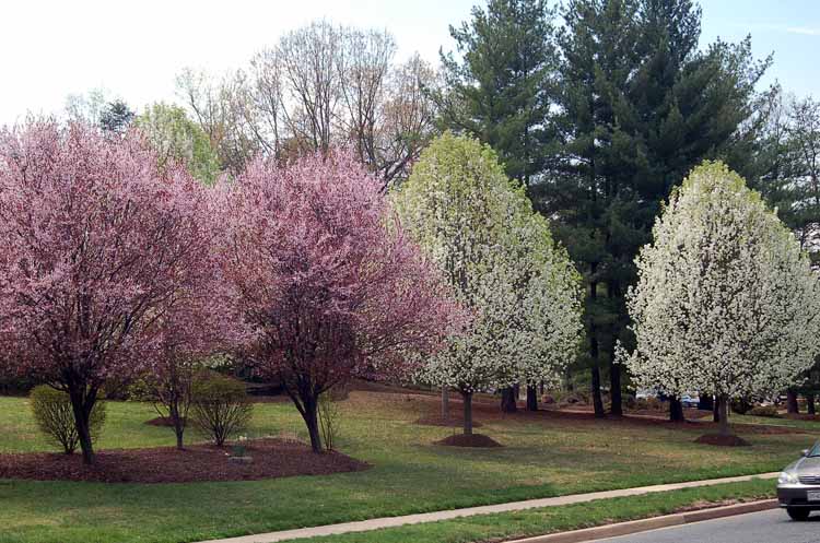 cherry and apple trees in bloom